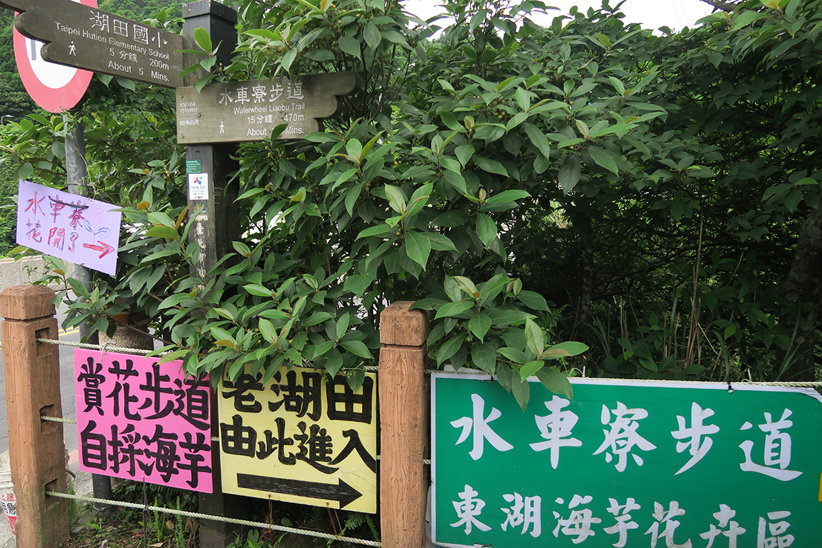 taibei_flower_02 台北陽明山 | 2016年繡球花盛放回顧+交通資訊