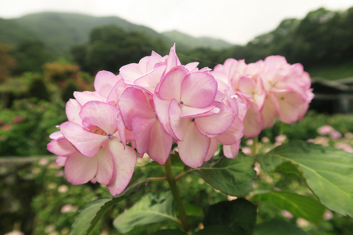 taibei_flower_116 台北陽明山 | 2016年繡球花盛放回顧+交通資訊