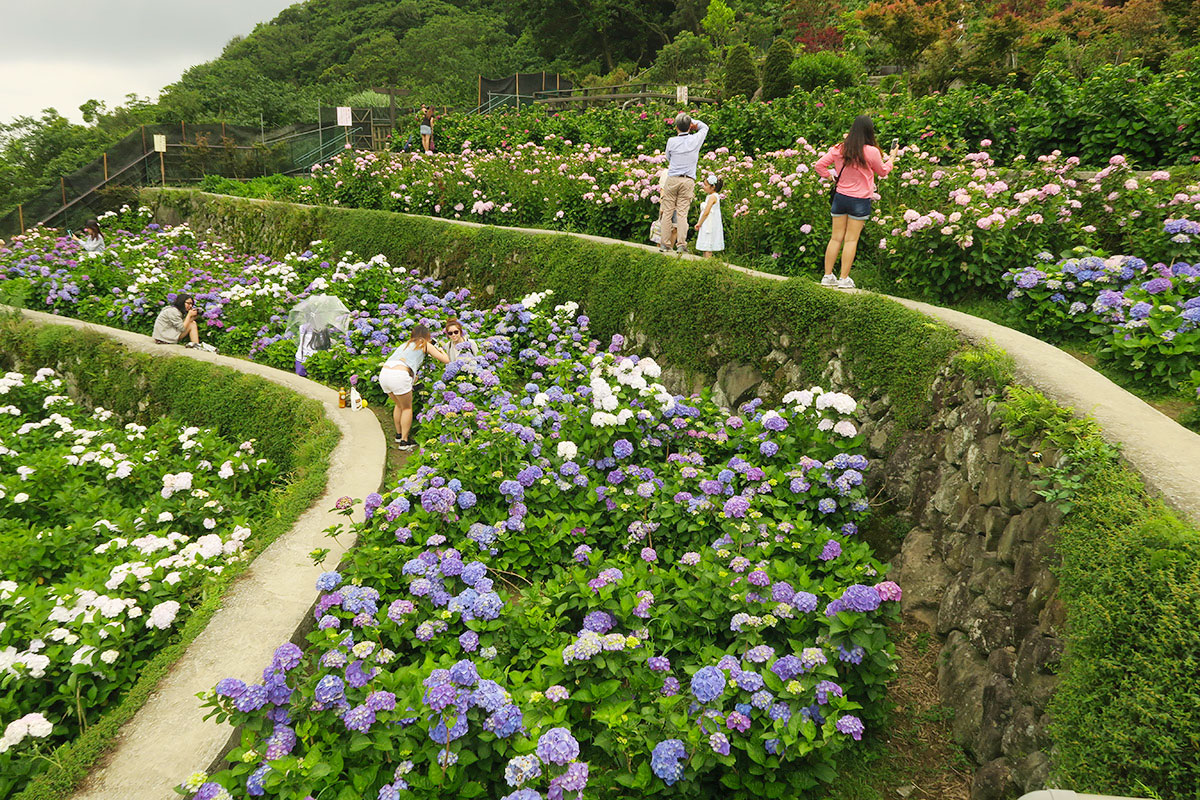 taibei_flower_126 台北陽明山 | 2016年繡球花盛放回顧+交通資訊