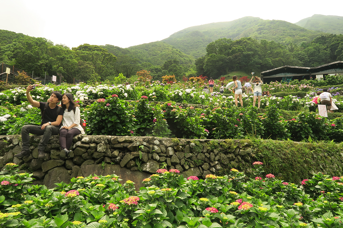 taibei_flower_130 台北陽明山 | 2016年繡球花盛放回顧+交通資訊