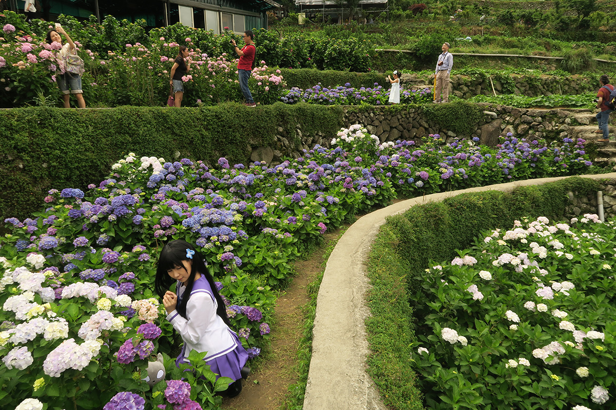 taibei_flower_141 台北陽明山 | 2016年繡球花盛放回顧+交通資訊