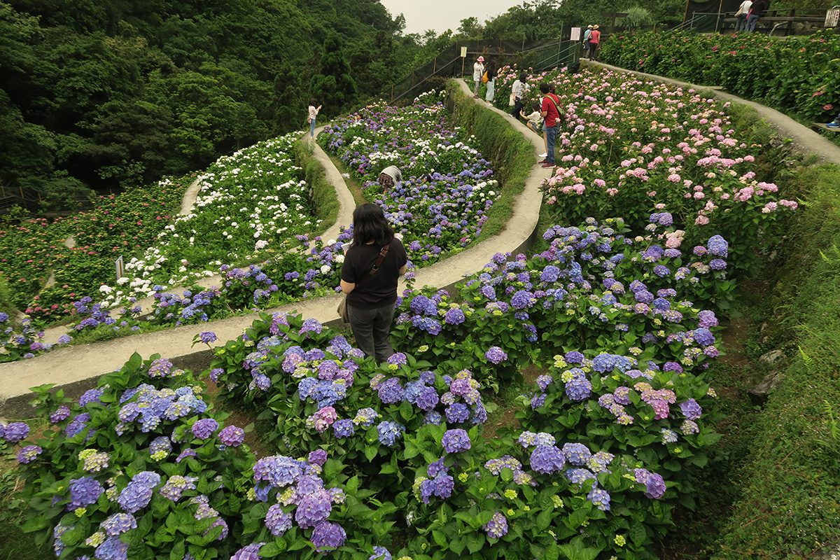 taibei_flower_147 台北陽明山 | 2016年繡球花盛放回顧+交通資訊