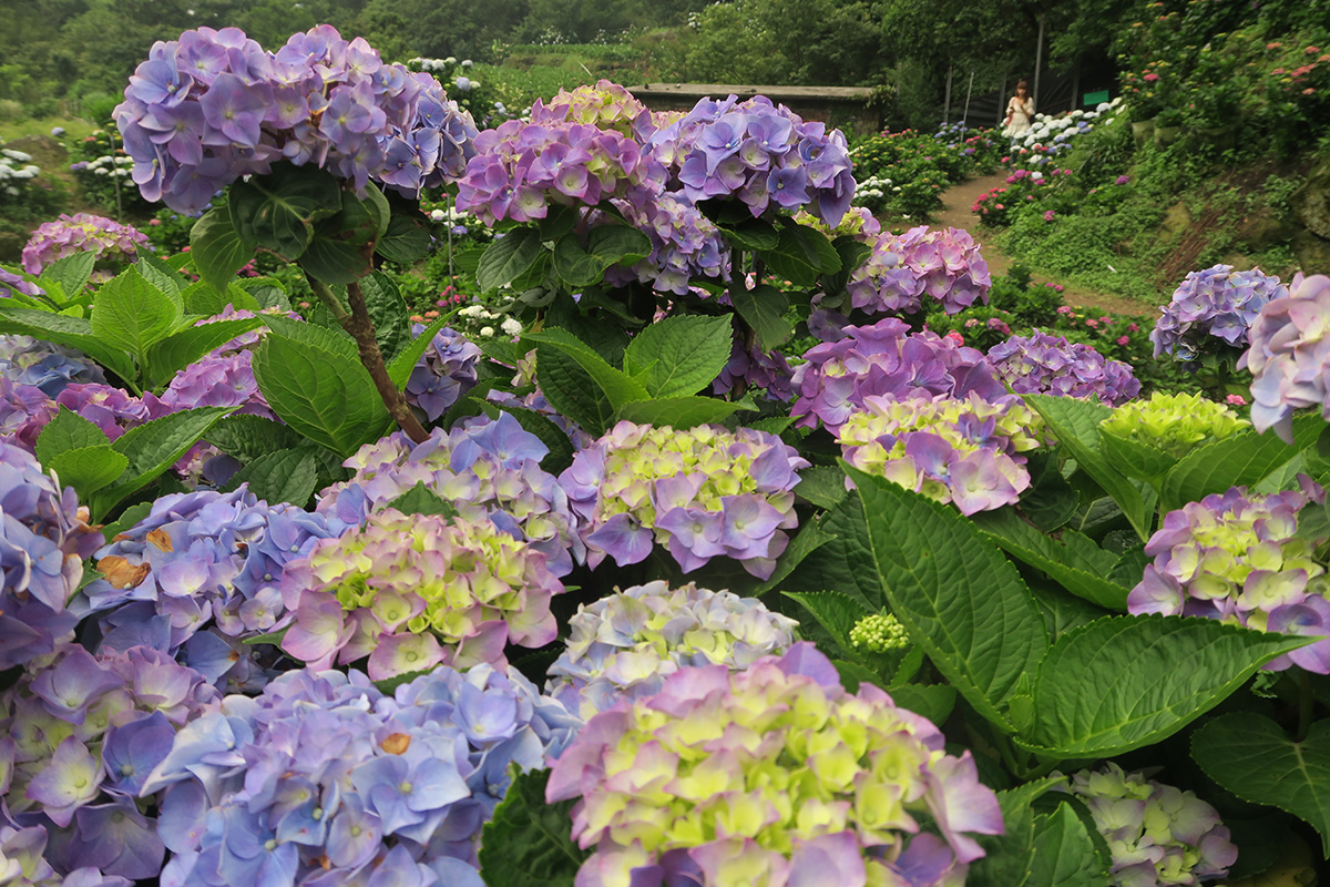 taibei_flower_26 台北陽明山 | 2016年繡球花盛放回顧+交通資訊