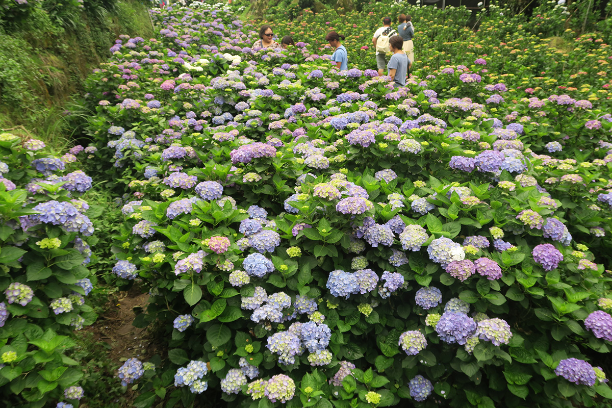 taibei_flower_54 台北陽明山 | 2016年繡球花盛放回顧+交通資訊