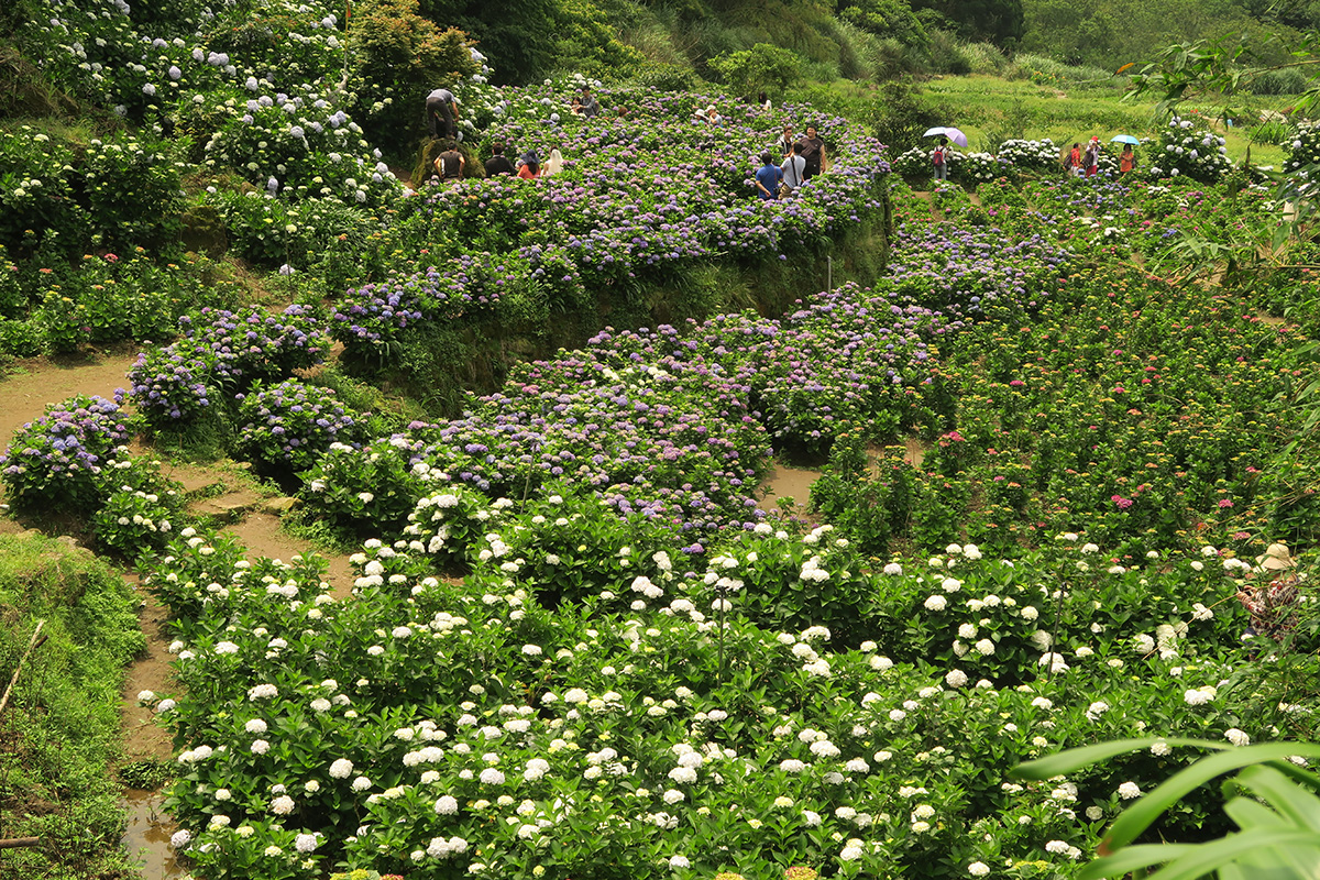 taibei_flower_62 台北陽明山 | 2016年繡球花盛放回顧+交通資訊