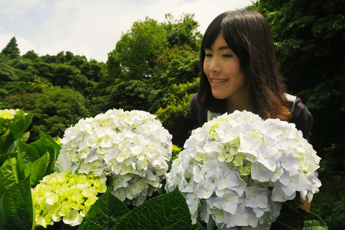 taibei_flower_69 台北陽明山 | 2016年繡球花盛放回顧+交通資訊