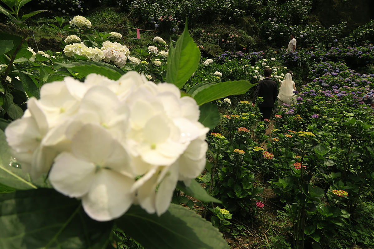 taibei_flower_71 台北陽明山 | 2016年繡球花盛放回顧+交通資訊