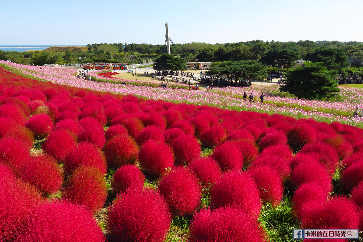 kokia_13 【日本關東】秋季限定紅波波 | 去茨城縣看掃帚草