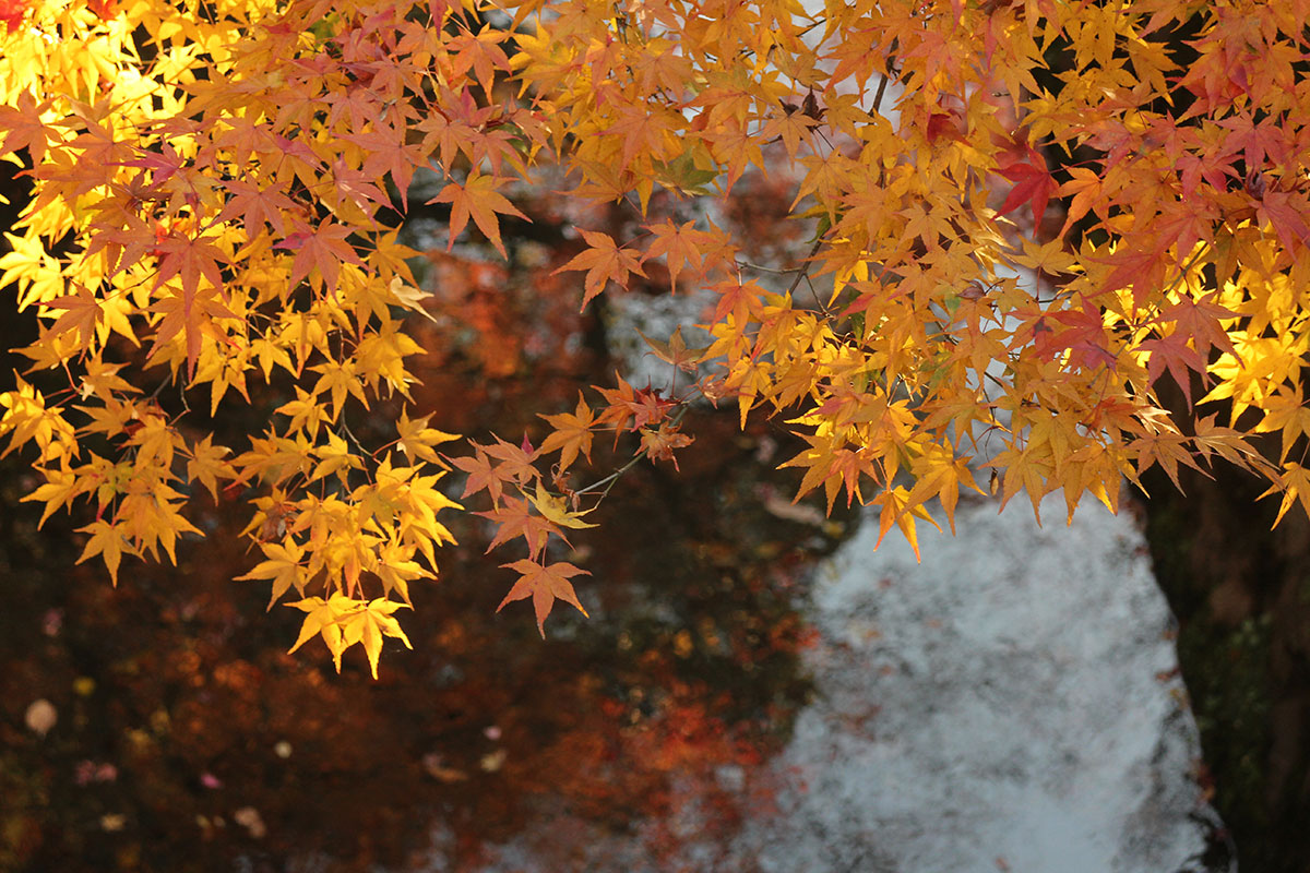 img_0382 第一次賞紅葉，請不要去京都（17 個追楓點整理）