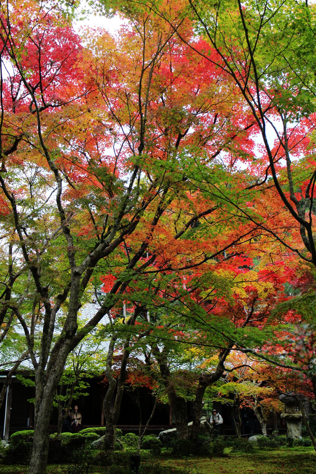 img_9360 第一次賞紅葉，請不要去京都（17 個追楓點整理）