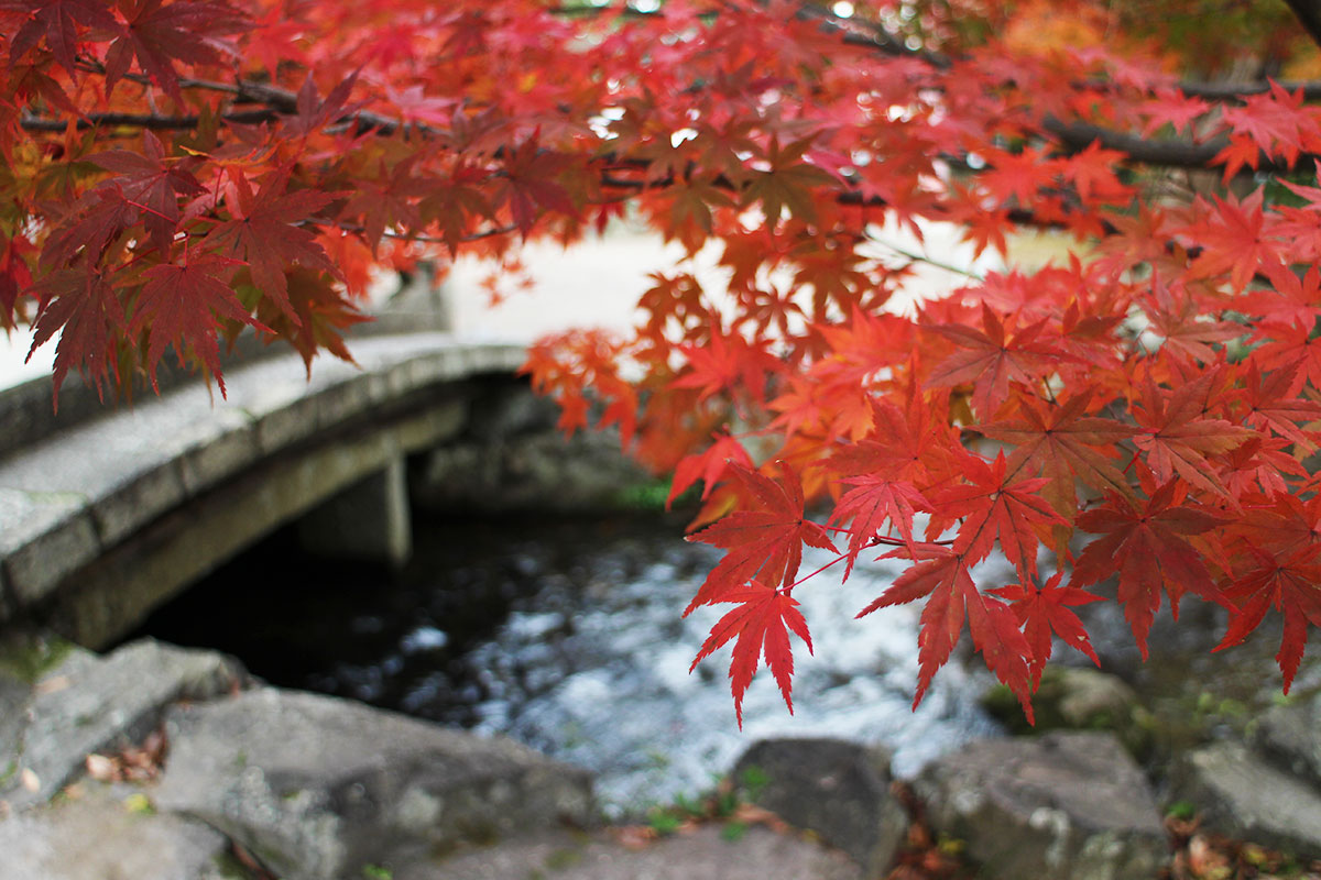 img_9739 第一次賞紅葉，請不要去京都（17 個追楓點整理）