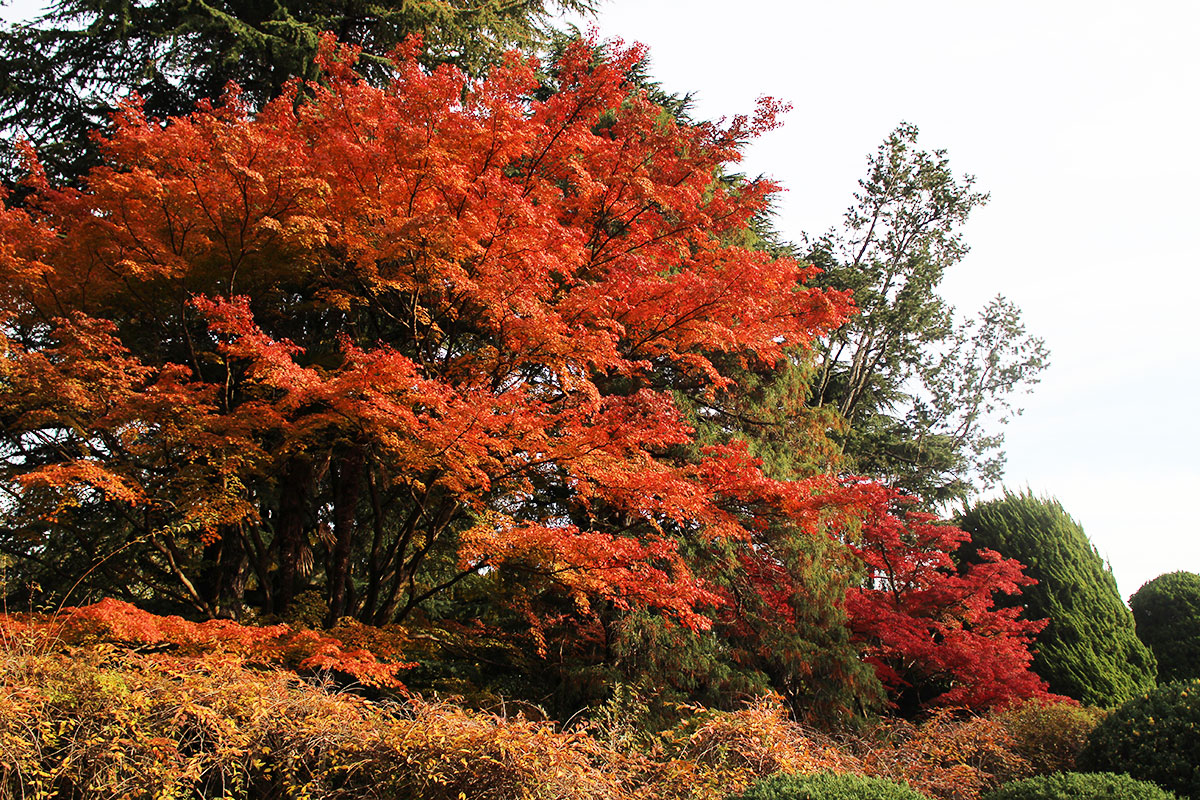 img_9797 第一次賞紅葉，請不要去京都（17 個追楓點整理）