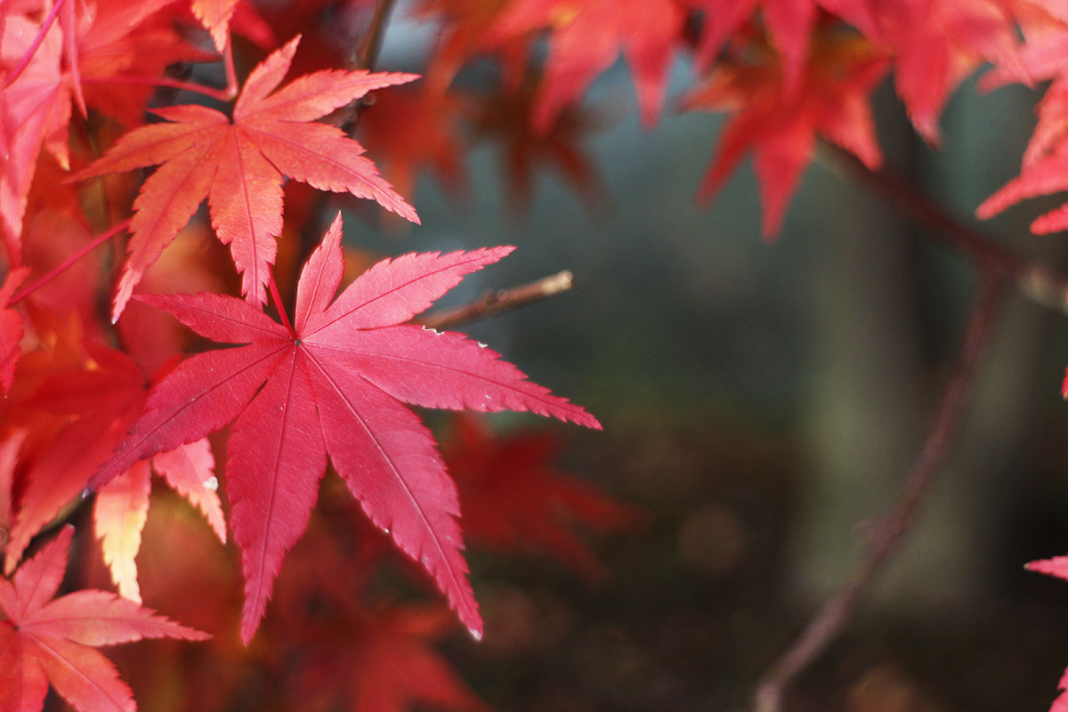 img_9821 第一次賞紅葉，請不要去京都（17 個追楓點整理）