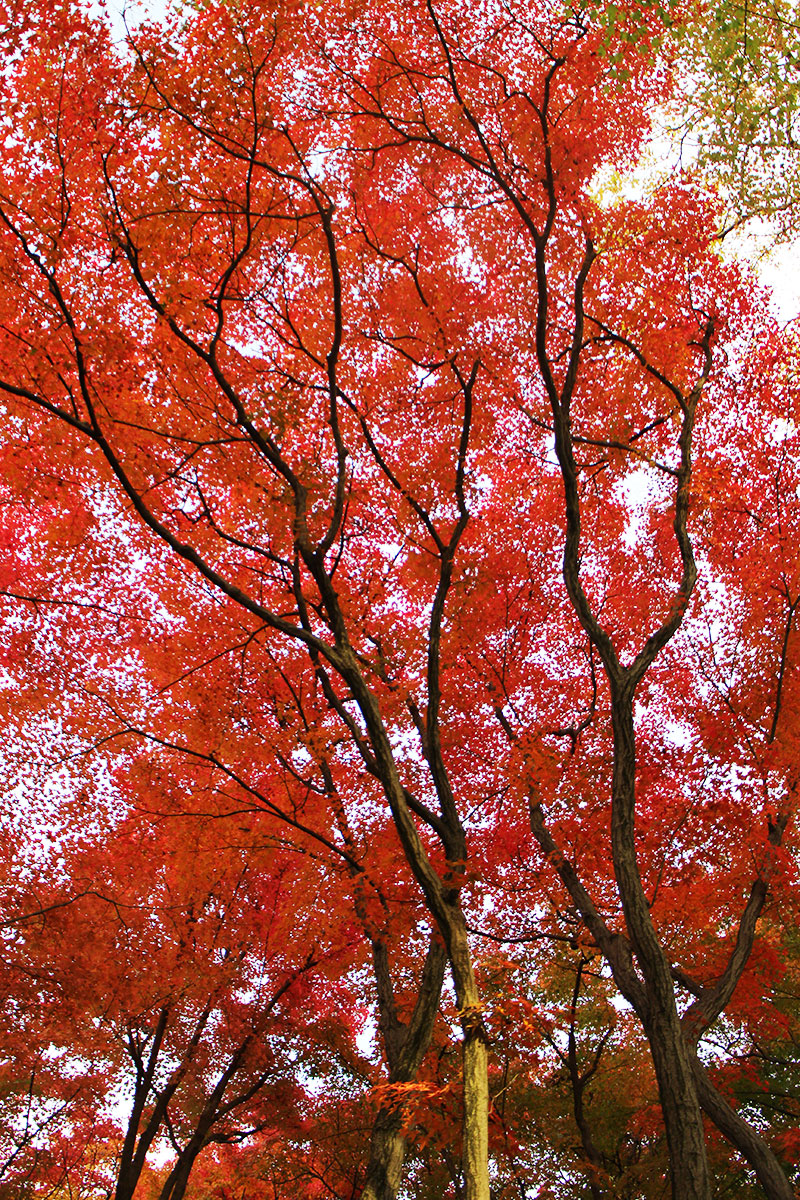 img_9829 第一次賞紅葉，請不要去京都（17 個追楓點整理）